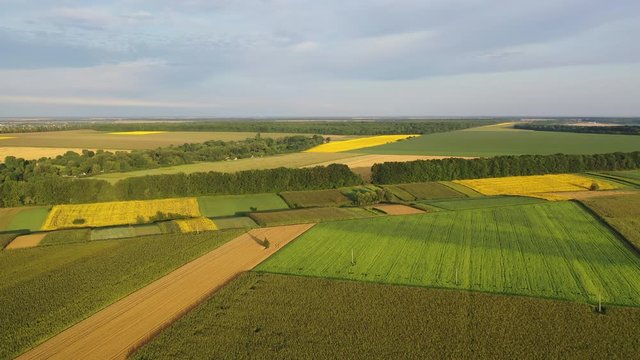 4k Aerial video view from a height, fields with ripe gold-colored wheat