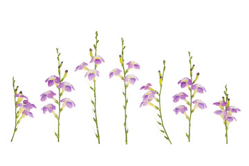 Purple flowers on a white background.