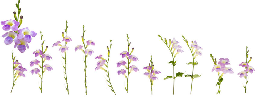 Purple Flowers On A White Background.