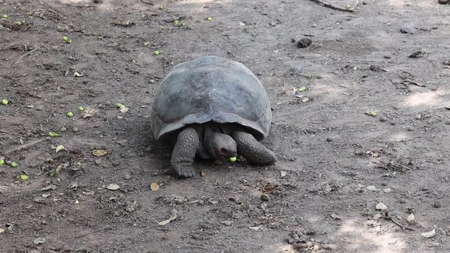 Tortoise eating a poisonous fruit. Beautiful are the natural ecosystems that exist the Galápagos Islands.