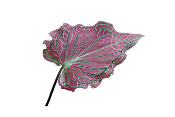 Pink and Green Caladium bicolor leaf isolated on white background with clipping path.