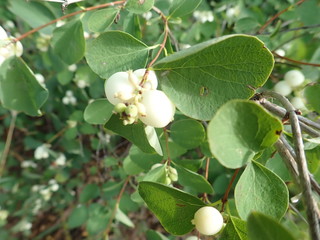 white berry on a green bush branch