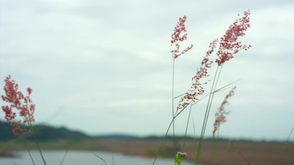 Selective focus on pink weed flowers in windy day with blue sky background