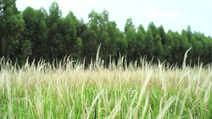 Landscape of grass weed field in windy day with forest in background