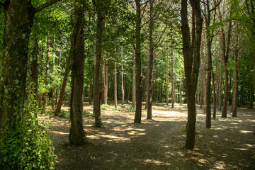 Fototapeta premium Wśród drzew w lesie płynie światło dzienne. Opadłe liście na ziemi.