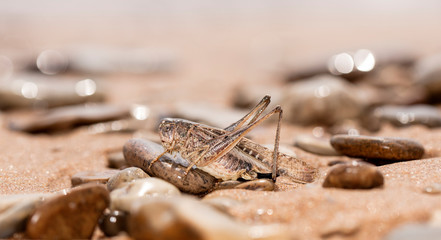  grasshopper, large locust on the seashore