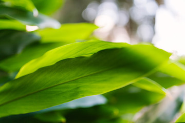 Tropical green Hawaiian ti plant leaves close up with background blur