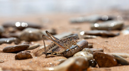  grasshopper, large locust on the seashore