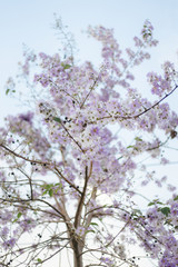 Fototapeta premium Purple flowers on a blurred background.