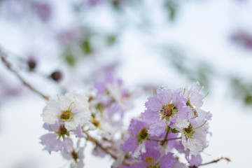 Purple flowers on a blurred background.