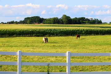 Wisconsin summer rural nature background. Beautiful rural landscape with two horses grazing on a...