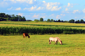 Wisconsin summer rural nature background. Beautiful rural landscape with two horses grazing on a paddock in sunlight, field of corn in a background. Agriculture and farming concept. Midwest USA.