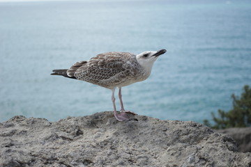 seagull