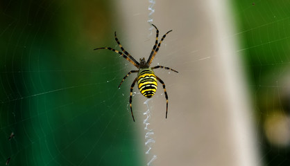 A spider is repairing a torn web. Latka on the web.