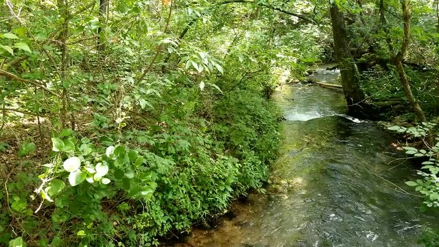 Scenic view in the forest with a flowing creek in the Chickasaw National Recreational Area | Oklahoma