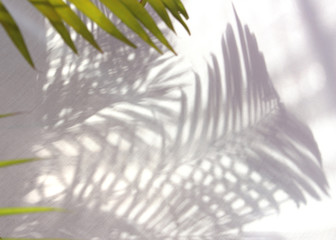 tropical palm leaf shadow on white wall background