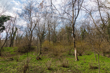 Small forest on the hill