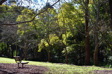 Quiet peaceful park with bench