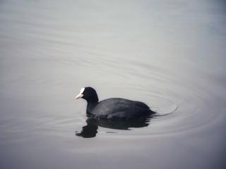 American coot swimming in the water