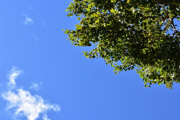 Fototapeta premium View of green leaves, cloud and blue sky