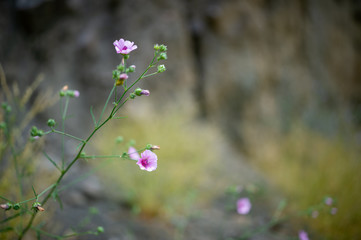 flowers in garden