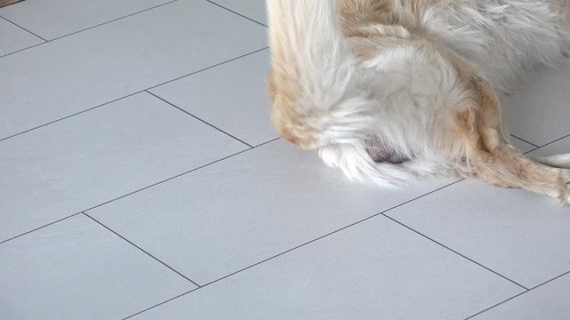 dog tail wags of happyness