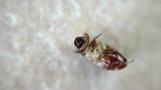 4K.  Bug Lies On Its Back And Tries To Roll Over