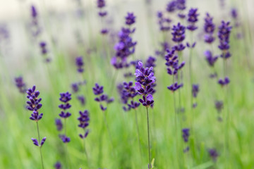 Lavender blooms in the garden. Aromatic and medicinal plants in the garden. Purple and blue lavender flowers. Natural background of lavender plants.