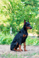 lovely funny black doberman puppy