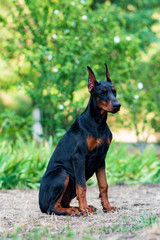 lovely funny black doberman puppy