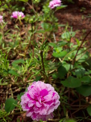 flowers in garden