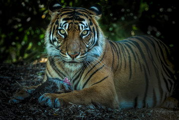 A Sumatran tiger watching while it pauses from eating irts prey. 