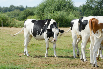 Naklejka na ściany i meble several cows standing on pasture