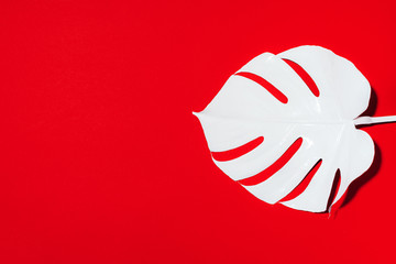 White painted monstera tropical leaf on red background. Summer minimal concept.