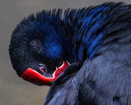 A bright blue pukeko bird preening its feathers with its bright red beak. 