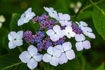 Hortensia (lat. gydrangea serrata) full blossom in the summer garden. Decorative flowering shrubs of gydrangea in the garden.