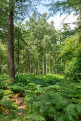 Fototapeta na wymiar German Moor forest landscape with fern, grass and deciduous trees in summer