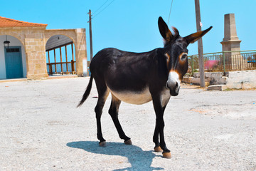 cute donkey walking by village street at daytime  