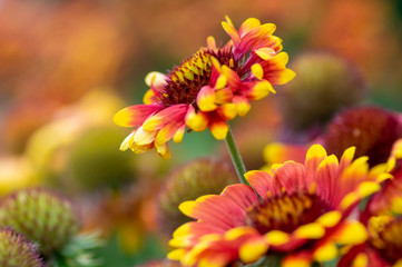Gaillardia aristata red yellow flower in bloom, common blanketflower flowering plant, group of flowers