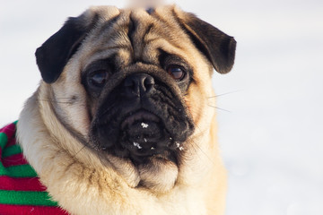 cute dog pug breed have a question and making funny face feeling so happiness and fun,Selective focus,Dog Friendly Concept in winter