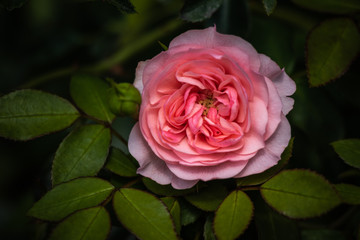 Rosa Wildrose