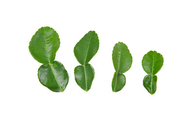 Bergamot leaf on white background