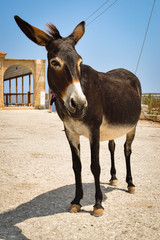 cute donkey walking by village street at daytime  