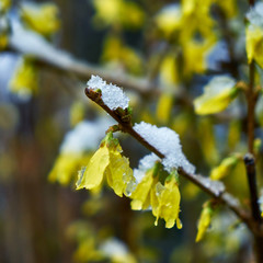 Image of forsythia flowers under sudden spring snow.