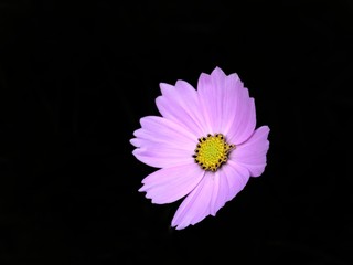 pink flower on black background.