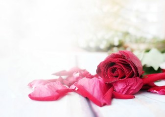 Set of red roses on white wooden background. A background for sweet moment or valentine's day.