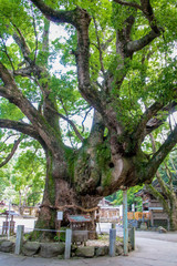 Obraz premium 大麻比古神社