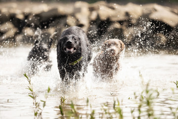 A black Labrador Retriever is playing in the water