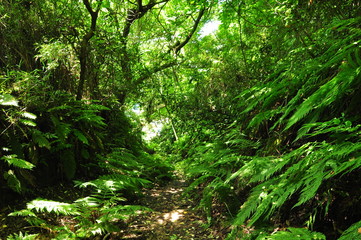 夏のシダの山登り