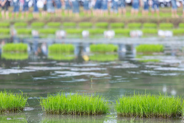 friendship,young farmer planting on the Rice Berry organic rice seedlings paddy rice farmland,Together concept.
